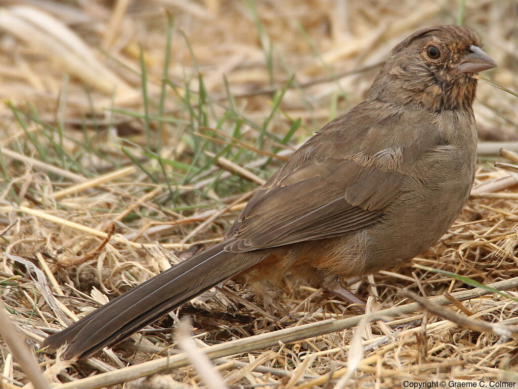 California Towhee (Melozone crissalis) - Adult