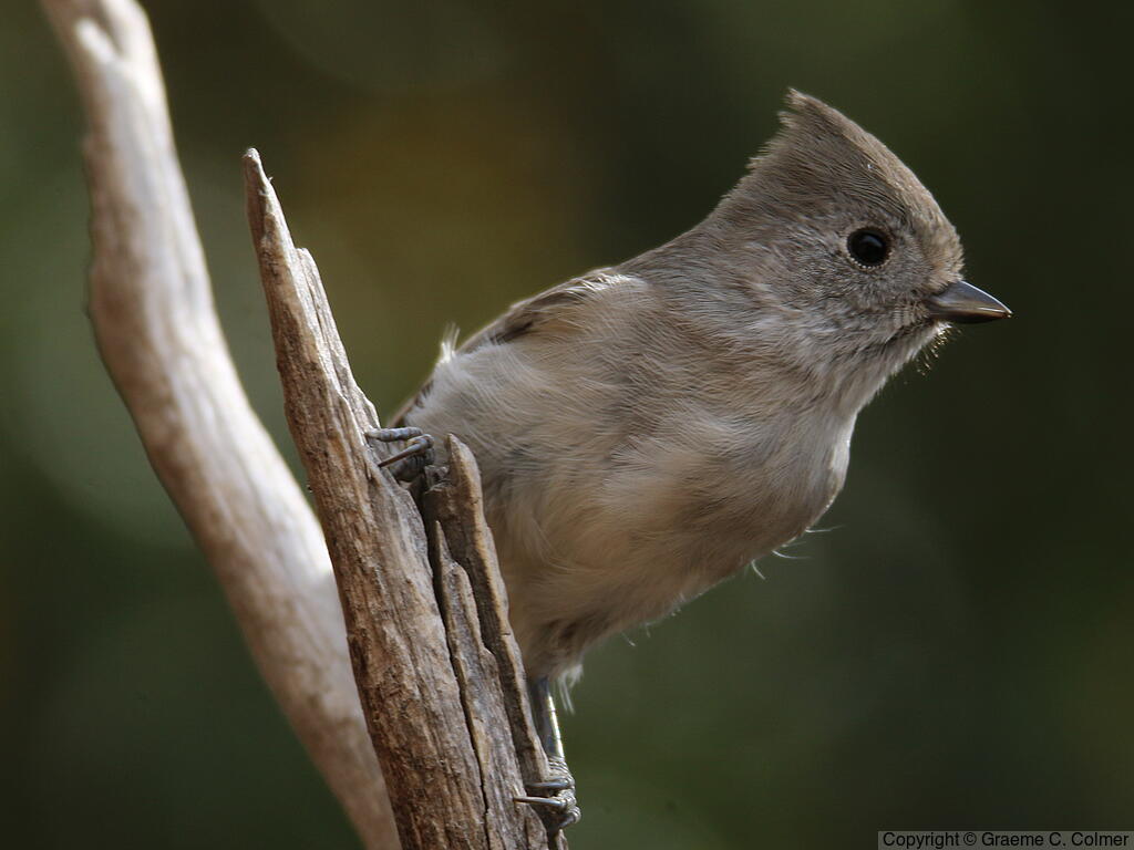 Oak Titmouse (Baeolophus inornatus) - Adult