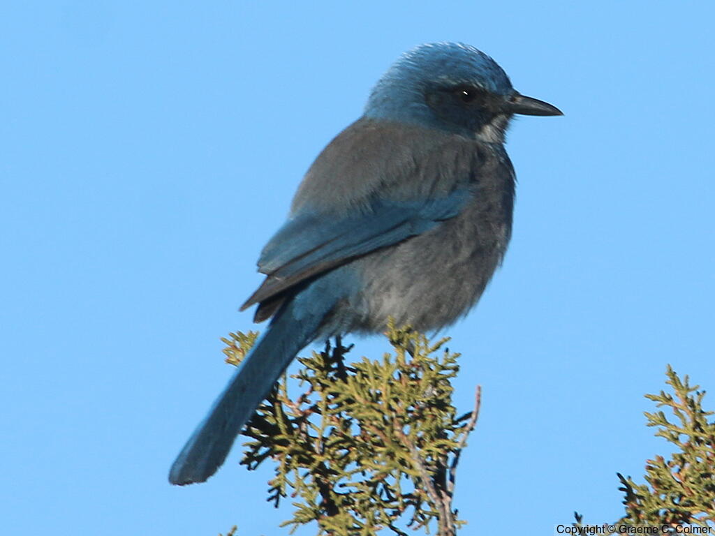 Woodhouse's Scrub-Jay (Aphelocoma woodhouseii) - Adult