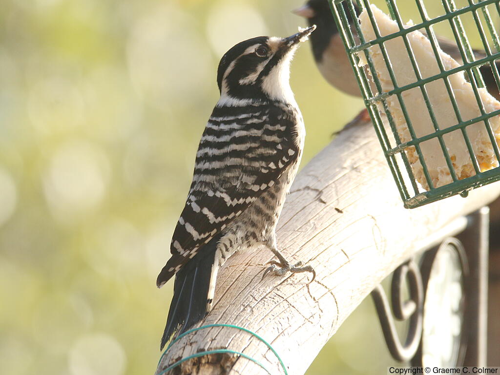 Nuttall's Woodpecker (Dryobates nuttallii) - Adult female
