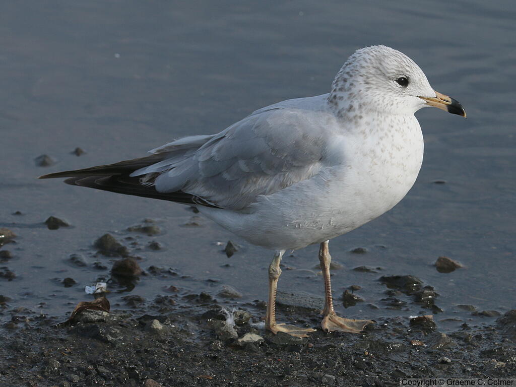 Ring-billed Gull (Larus delawarensis) - Second winter
