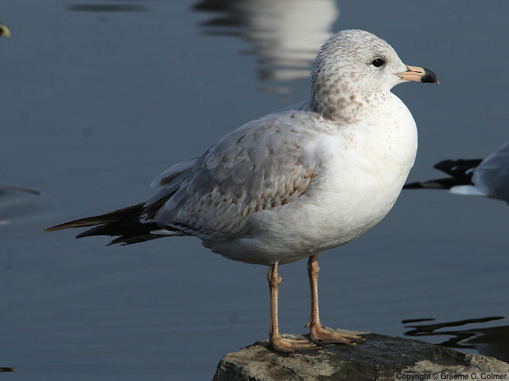 Ring-billed Gull (Larus delawarensis) - First winter