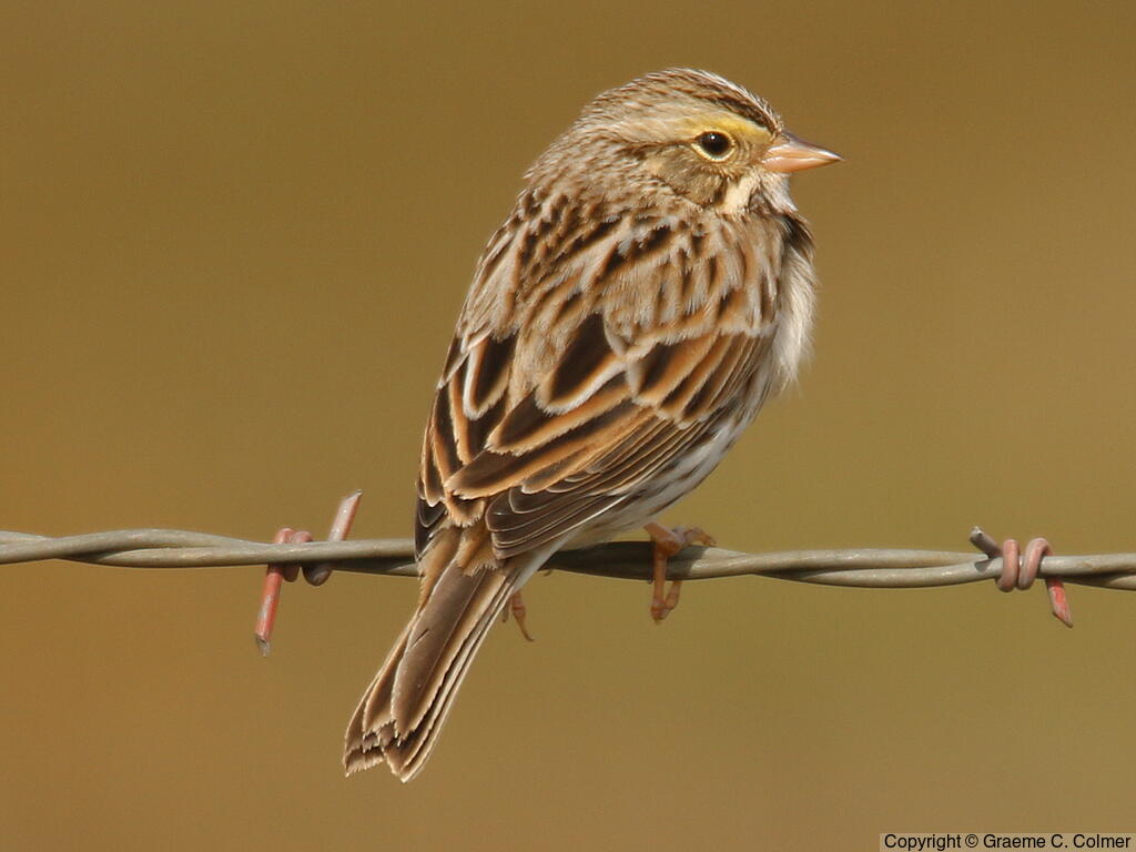Savannah Sparrow (Passerculus sandwichensis) - Adult