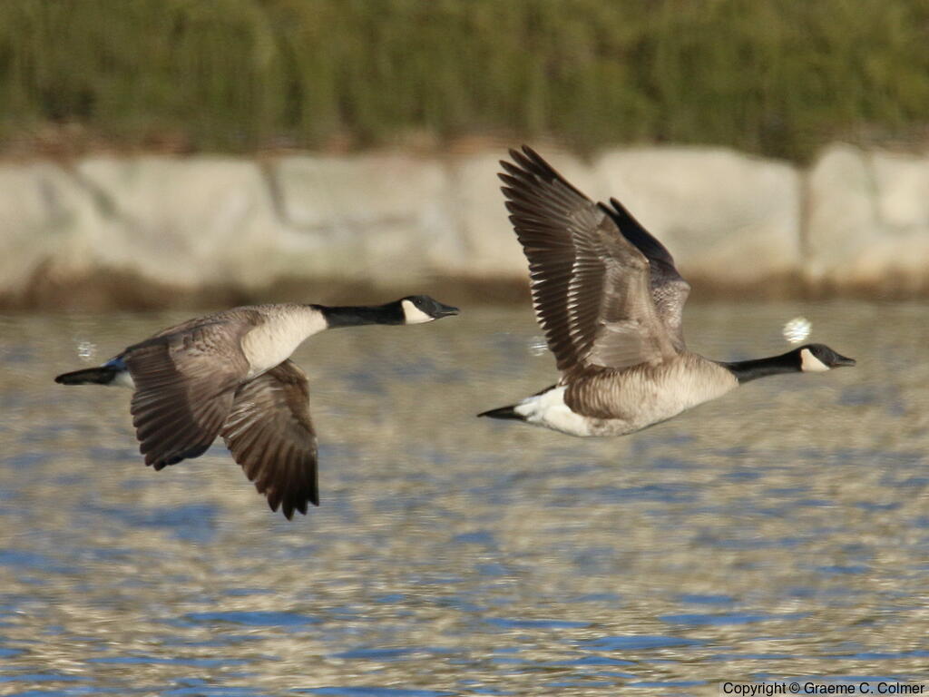 Canada Goose (Branta canadensis) - Adults