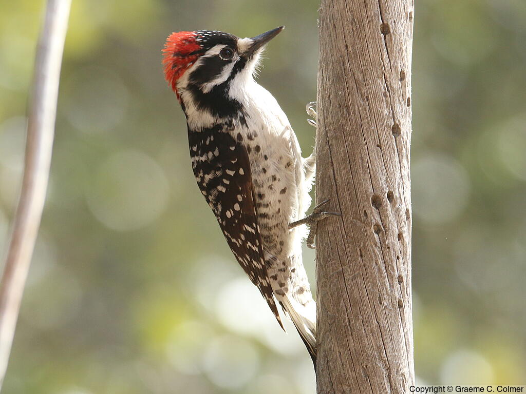 Nuttall's Woodpecker (Dryobates nuttallii) - Adult male