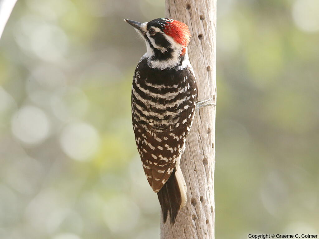 Nuttall's Woodpecker (Dryobates nuttallii) - Adult male