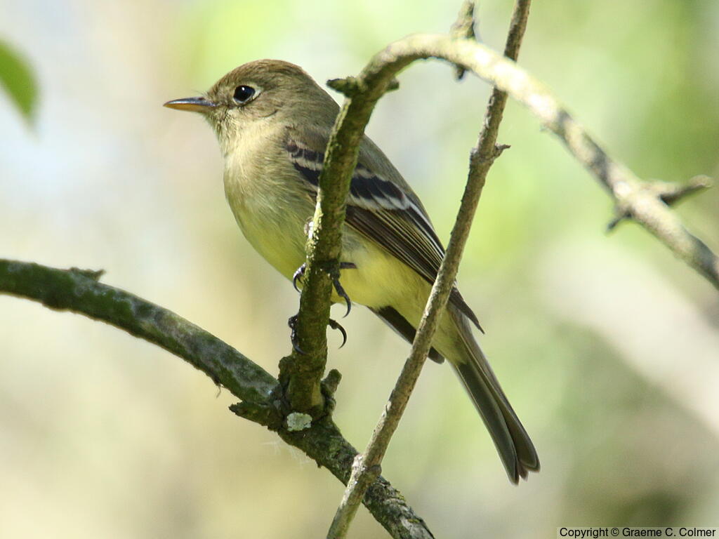 Western Flycatcher (Empidonax difficilis) - Adult (Pacific-slope)