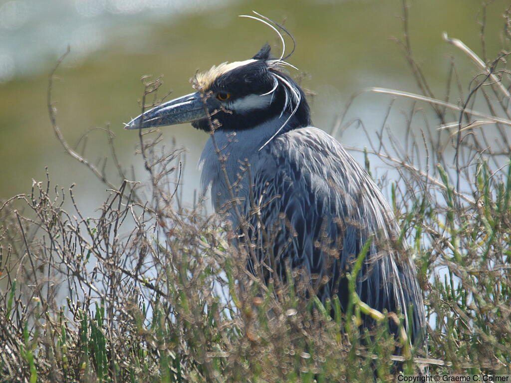 Yellow-crowned Night Heron (Nyctanassa violacea) - Adult