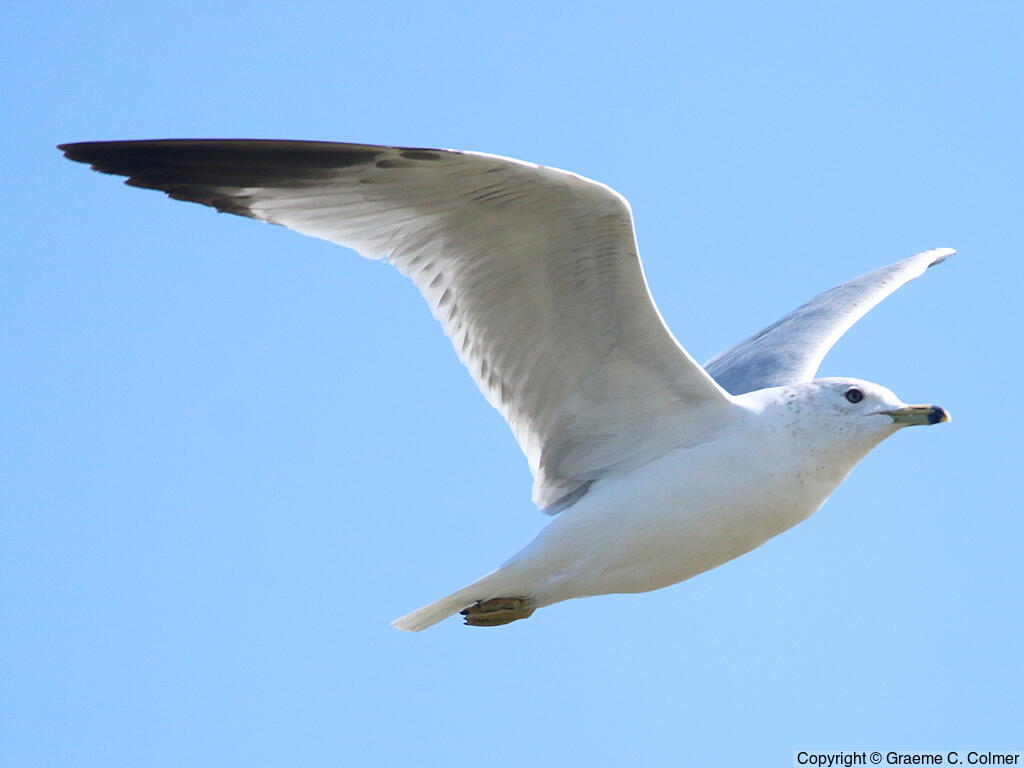 Ring-billed Gull (Larus delawarensis) - Non-breeding adult
