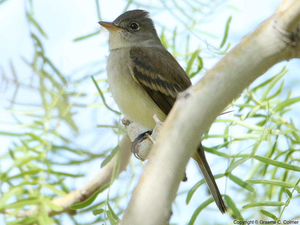 Willow Flycatcher (Empidonax traillii) - Adult