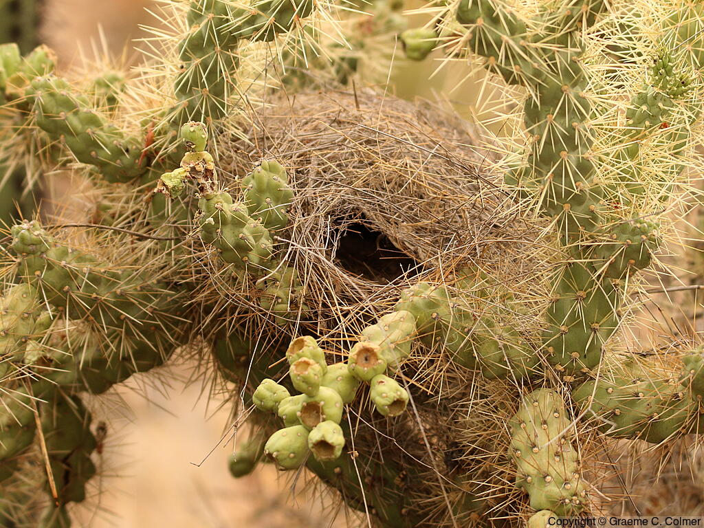 Cactus Wren (Campylorhynchus brunneicapillus) - Nest