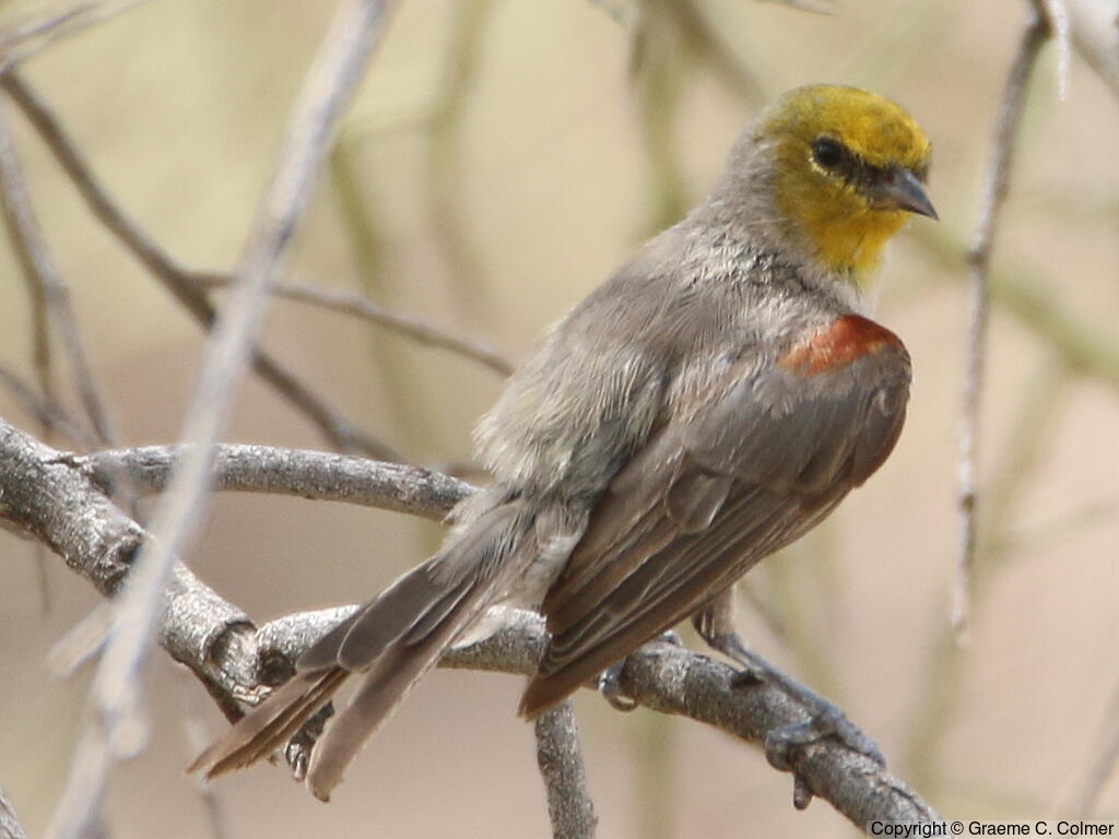 Verdin (Auriparus flaviceps) - Adult