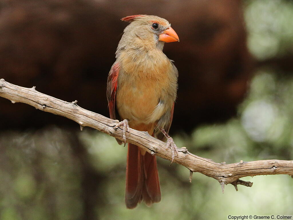 Northern Cardinal (Cardinalis cardinalis) - Adult female