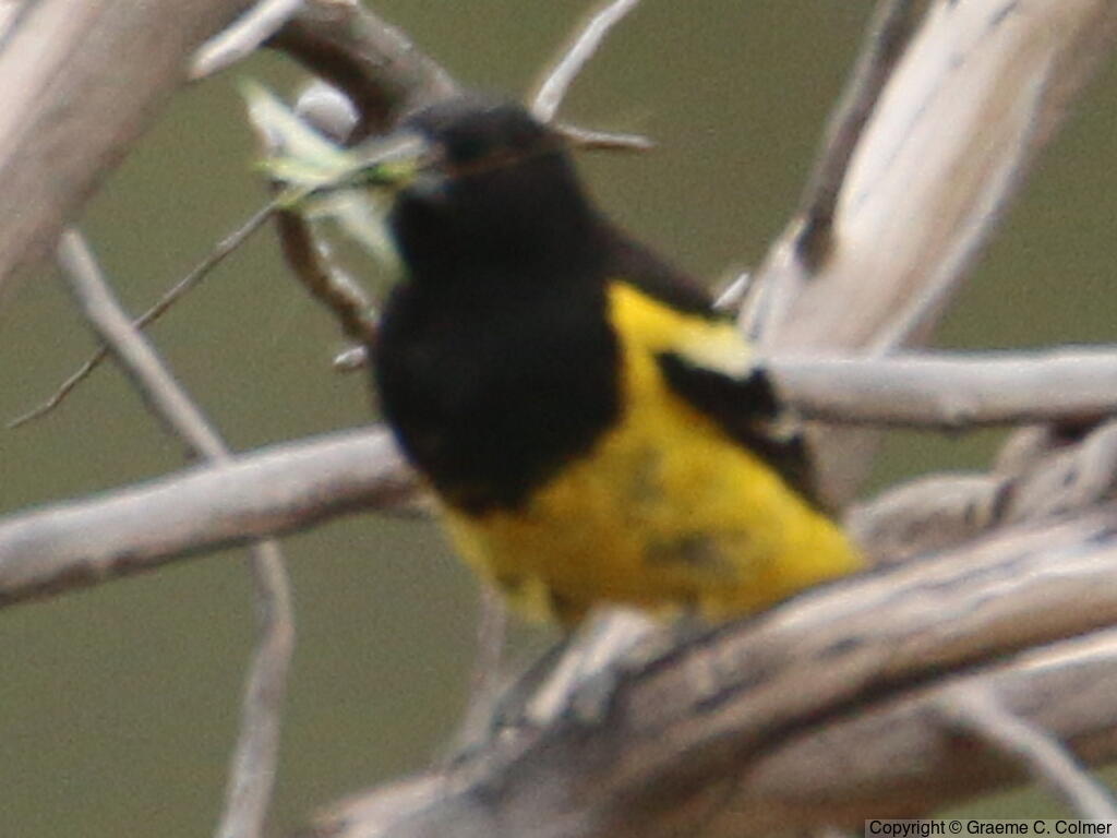 Scott's Oriole (Icterus parisorum) - Adult male