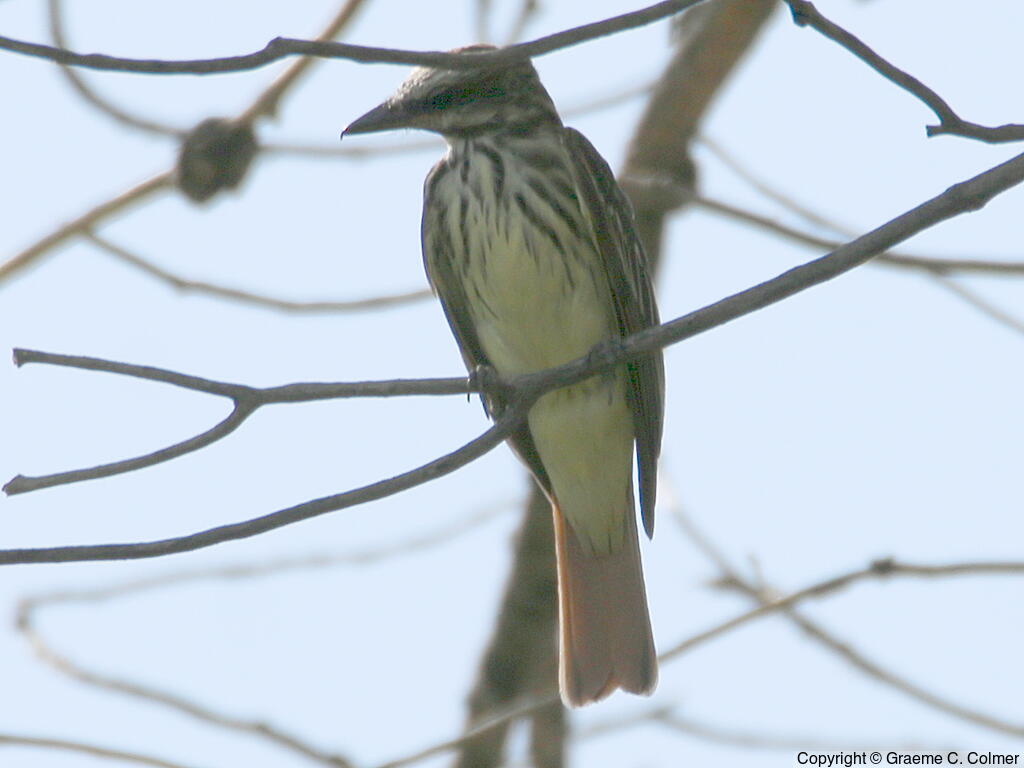 Sulphur-bellied Flycatcher (Myiodynastes luteiventris) - Adult