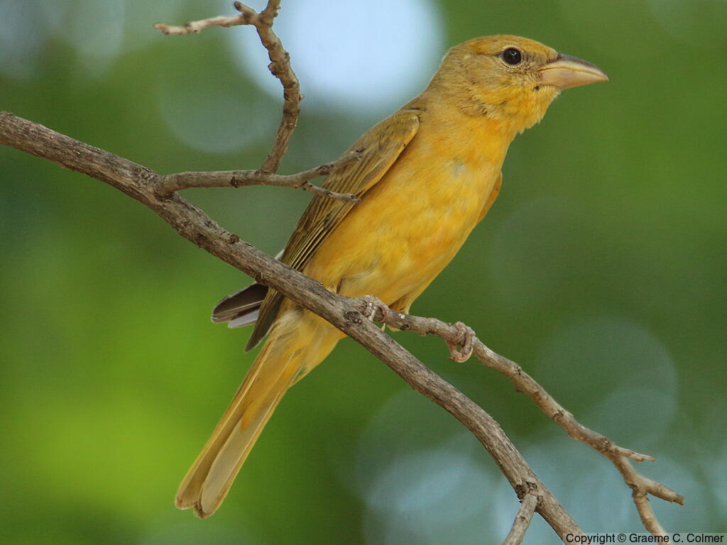 Summer Tanager (Piranga rubra) - Adult female