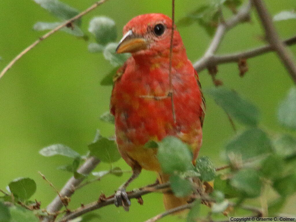 Summer Tanager (Piranga rubra) - Immature male