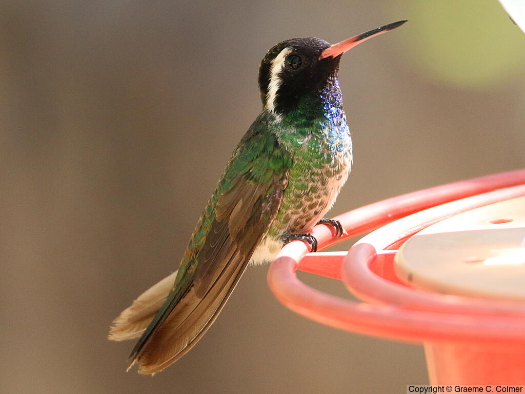 White-eared Hummingbird (Basilinna leucotis) - Adult male