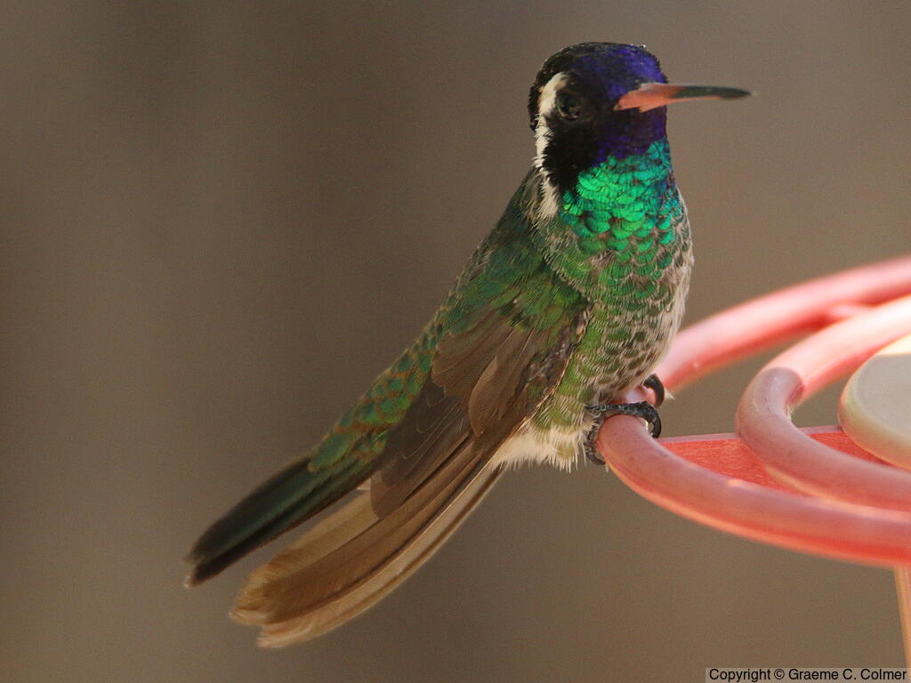 White-eared Hummingbird (Basilinna leucotis) - Adult male