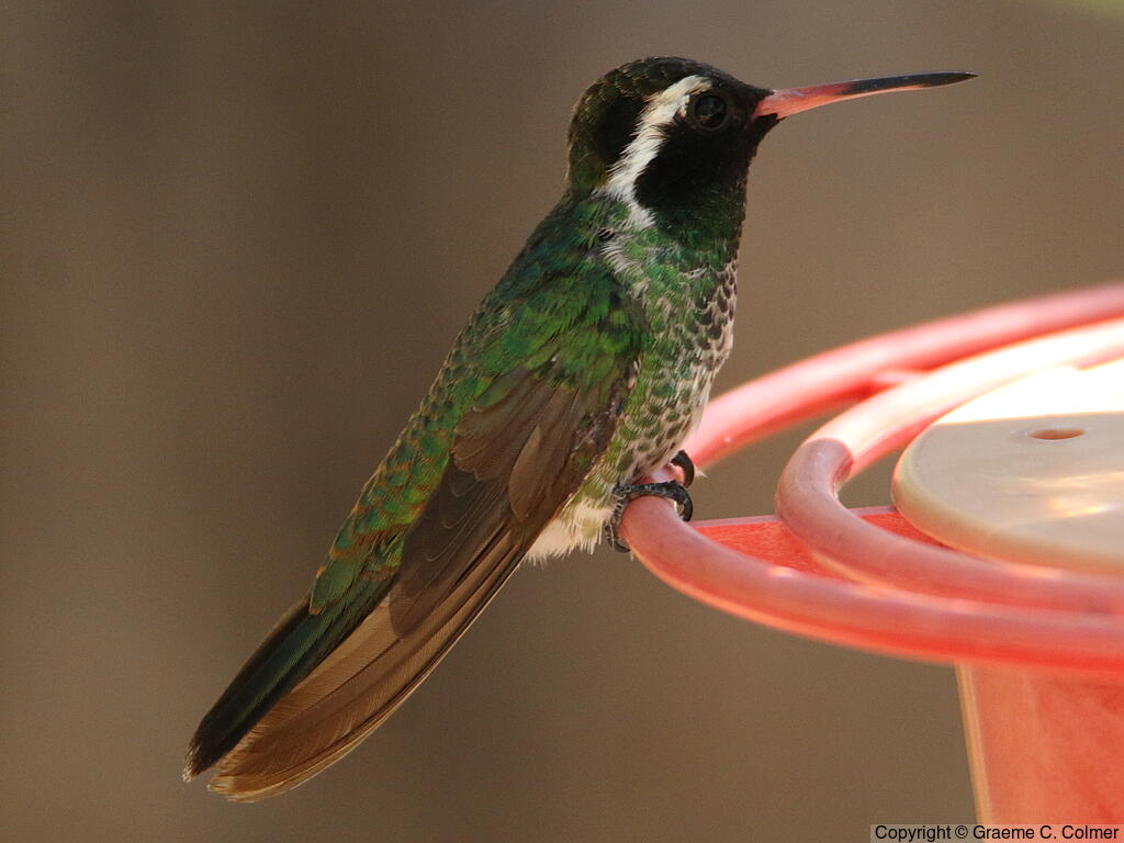 White-eared Hummingbird (Basilinna leucotis) - Adult male