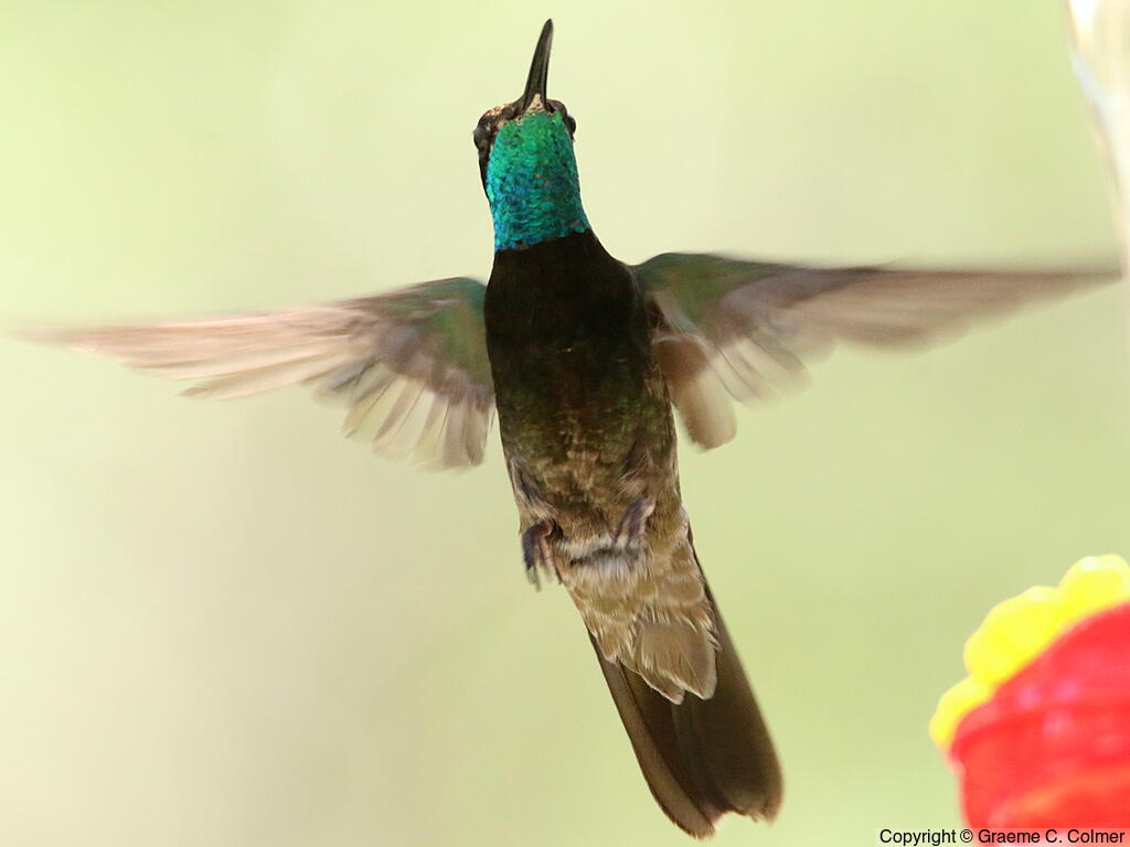 Rivoli's Hummingbird (Eugenes fulgens) - Adult male