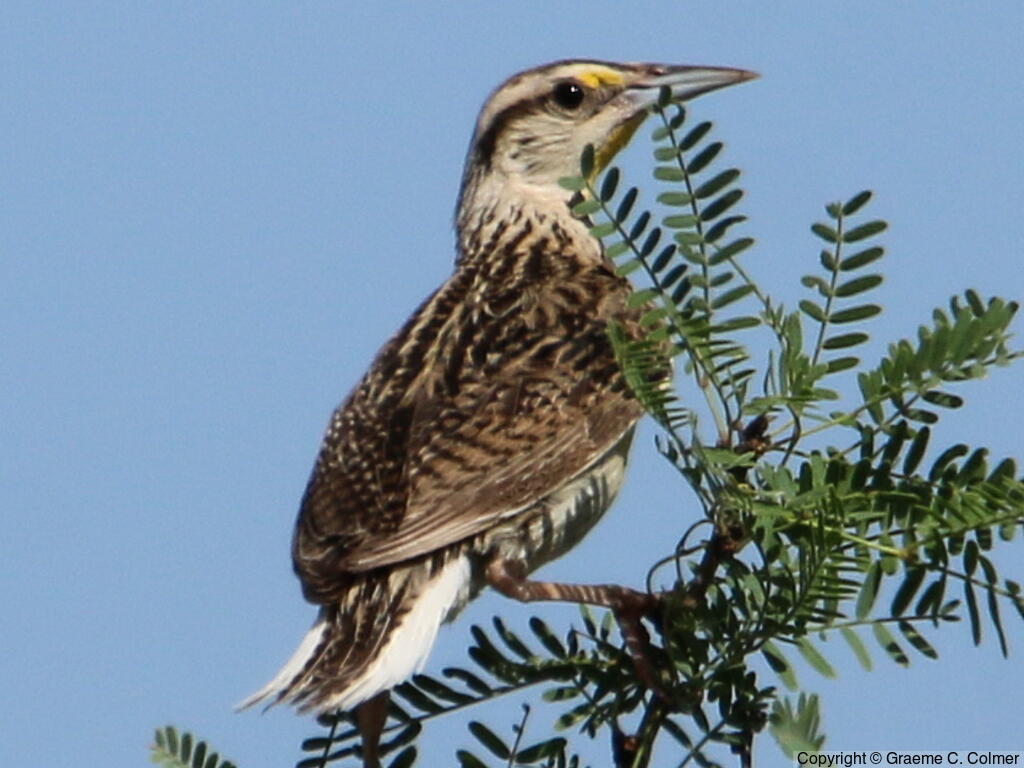 Chihuahuan Meadowlark (Sturnella lilianae) - Adult