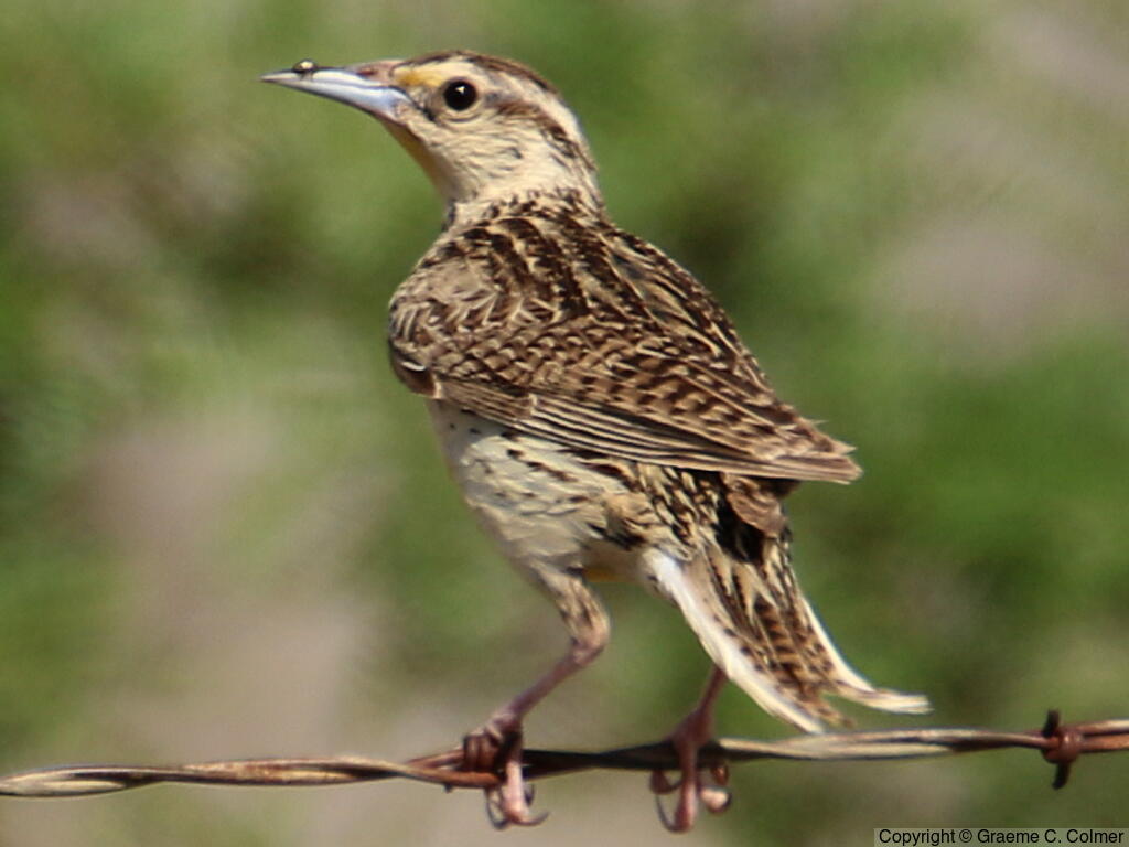 Chihuahuan Meadowlark (Sturnella lilianae) - Adult