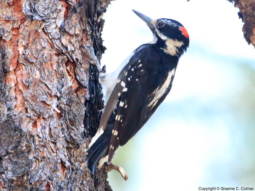 Hairy Woodpecker (Dryobates villosus) - Adult male