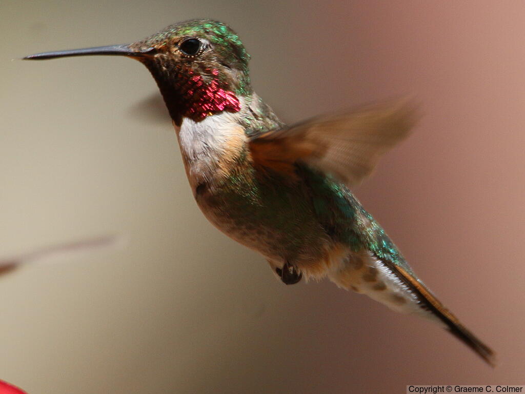 Broad-tailed Hummingbird (Selasphorus platycercus) - Adult male