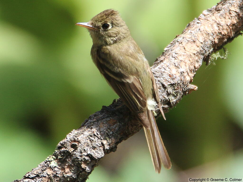 Cordilleran Flycatcher (Empidonax occidentalis) - Adult