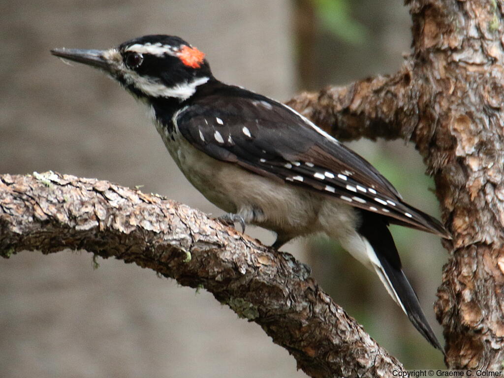 Hairy Woodpecker (Dryobates villosus) - Adult male