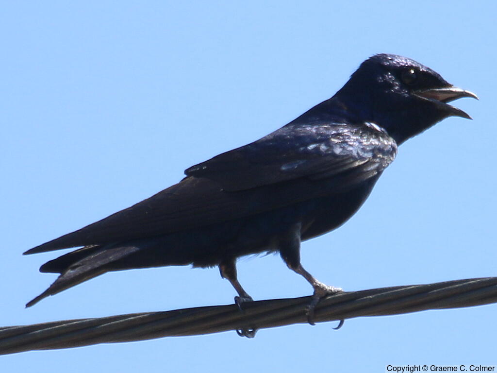 Purple Martin (Progne subis) - Adult