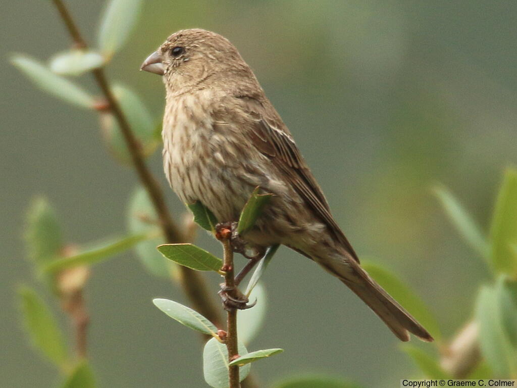 House Finch (Haemorhous mexicanus) - Female/Immature