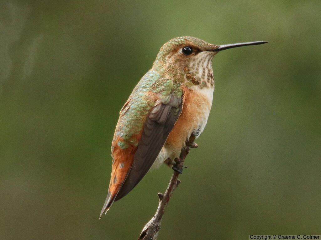 Rufous Hummingbird (Selasphorus rufus) - Immature male