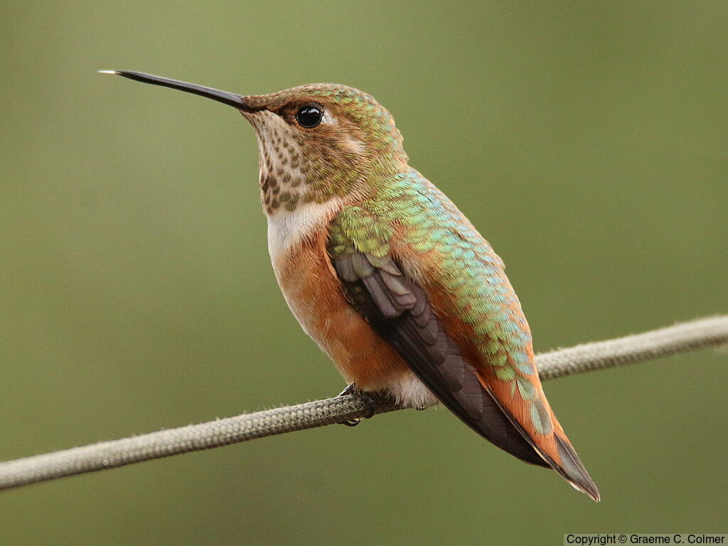 Rufous Hummingbird (Selasphorus rufus) - Immature male