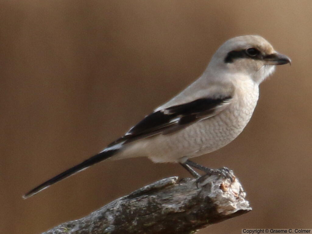 Northern Shrike (Lanius borealis) - Immature