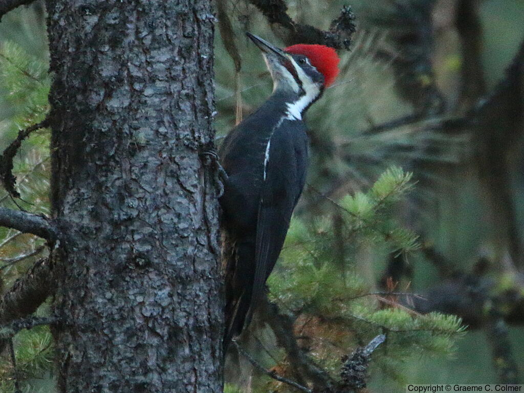Pileated Woodpecker (Dryocopus pileatus) - Adult male