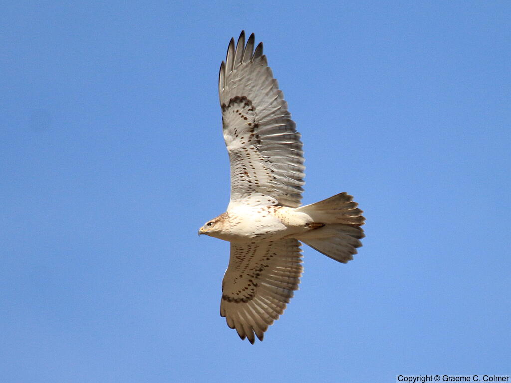 Ferruginous Hawk (Buteo regalis) - Adult (light morph)