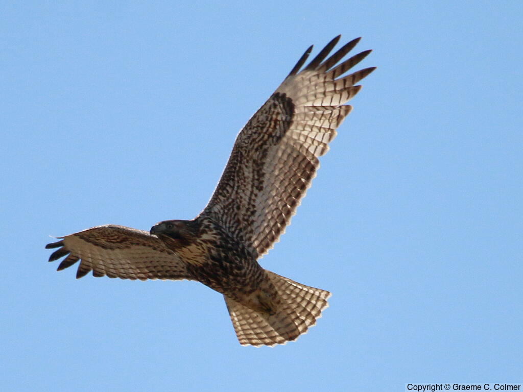 Red-tailed Hawk (Buteo jamaicensis) - Juvenile (Dark morph)