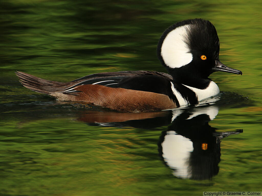 Hooded Merganser (Lophodytes cucullatus) - Adult male