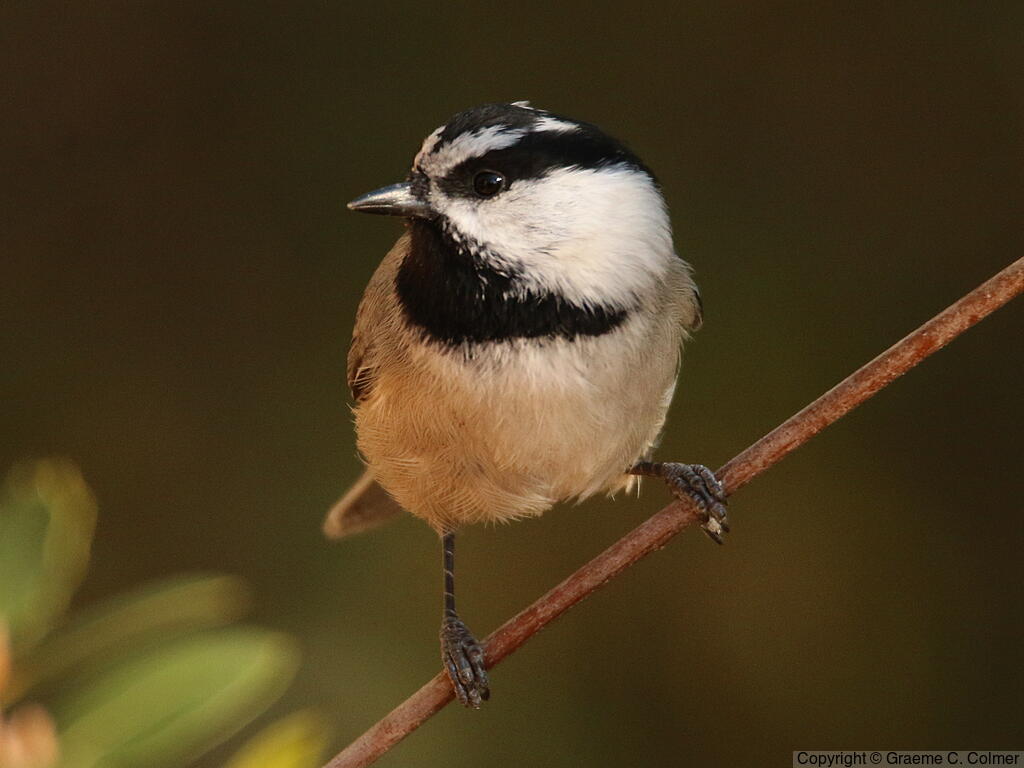 Mountain Chickadee (Poecile gambeli) - Adult