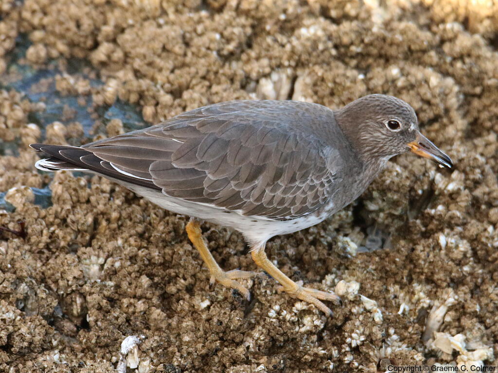Surfbird (Calidris virgata) - Nonbreeding adult