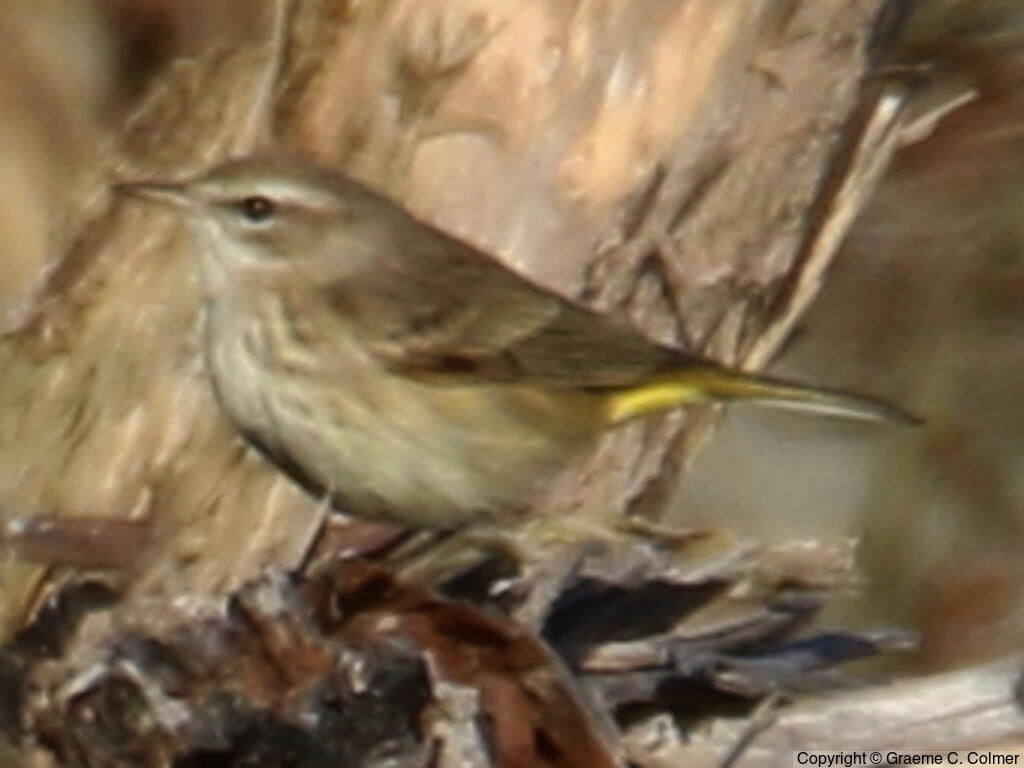 Palm Warbler (Setophaga palmarum) - Nonbreeding/immature (western)