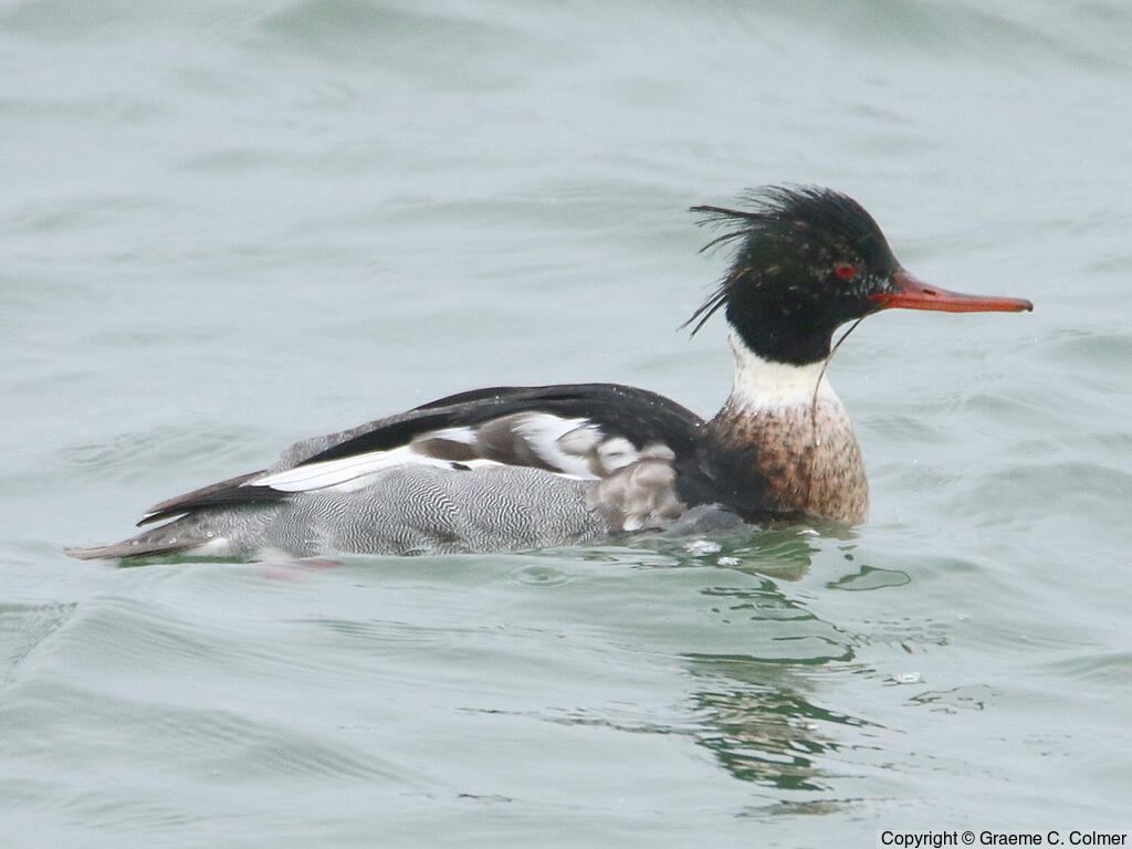 Red-breasted Merganser (Mergus serrator) - Adult male
