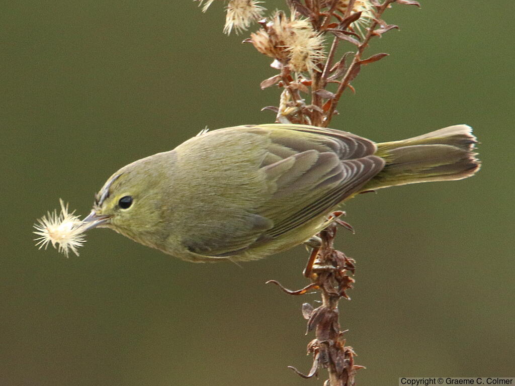 Orange-crowned Warbler (Leiothlypis celata) - Adult