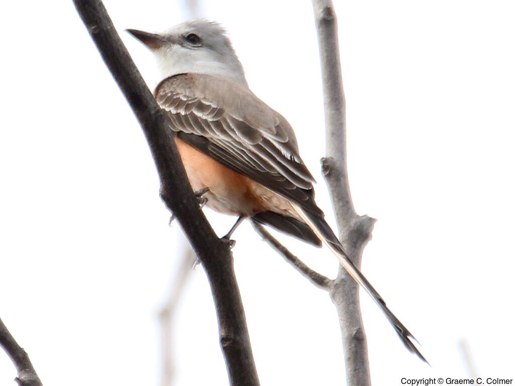 Scissor-tailed Flycatcher (Tyrannus forficatus) - Adult