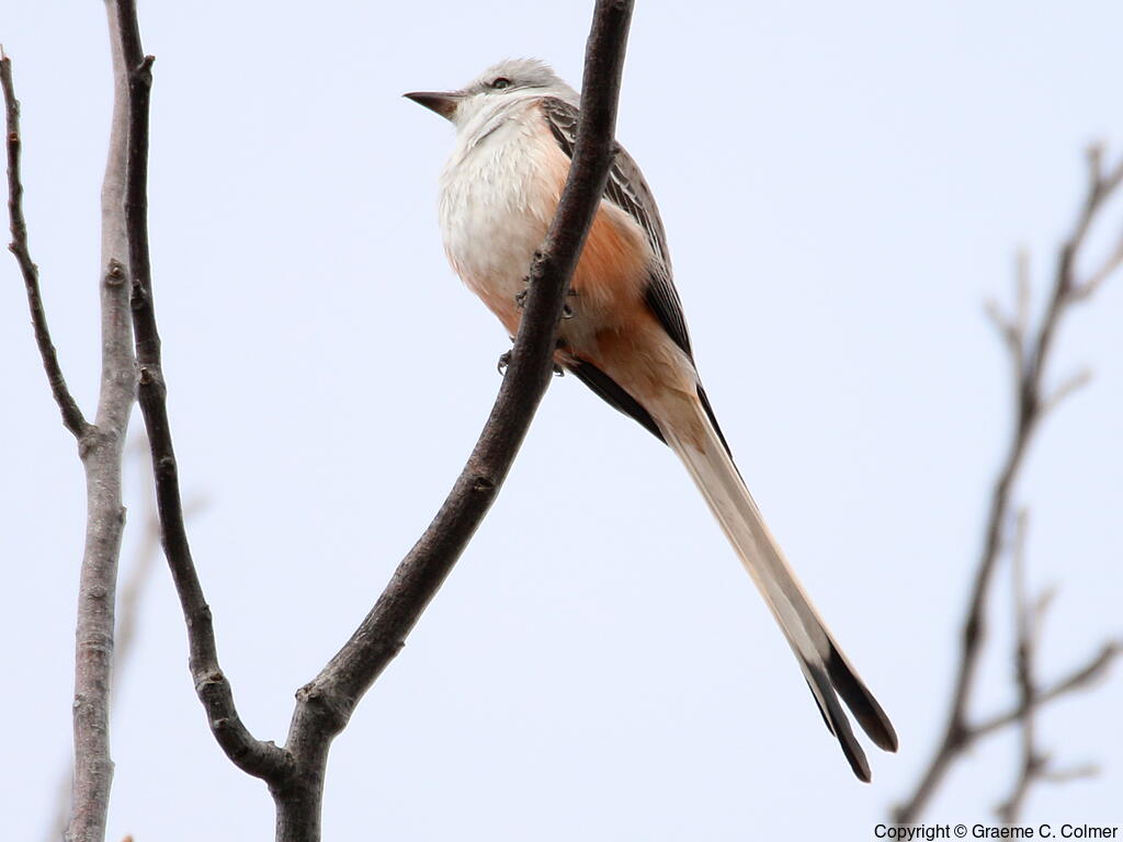 Scissor-tailed Flycatcher (Tyrannus forficatus) - Adult