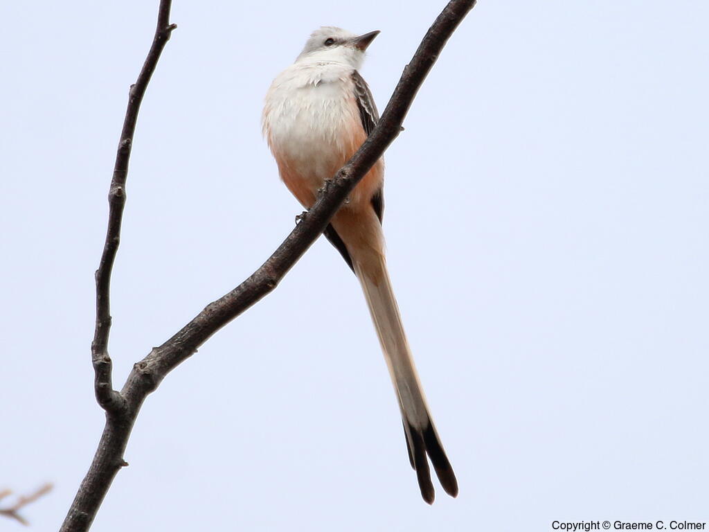 Scissor-tailed Flycatcher (Tyrannus forficatus) - Adult