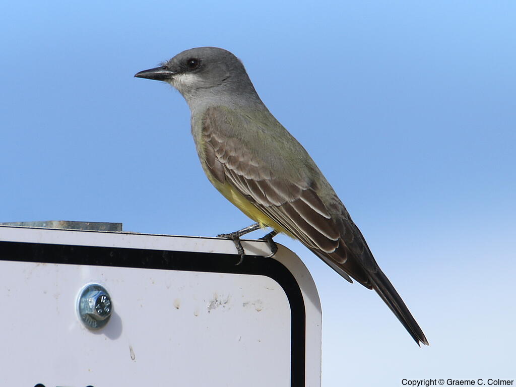 Cassin's Kingbird (Tyrannus vociferans) - Adult