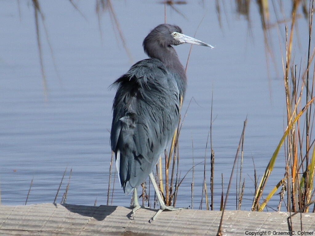 Little Blue Heron (Egretta caerulea) - Adult